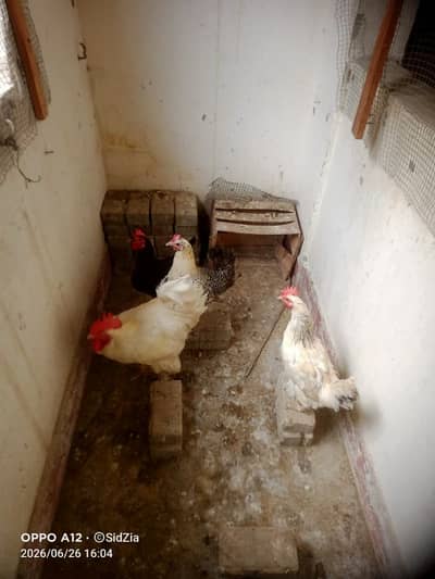 5pcs golden misri females fully healthy n active