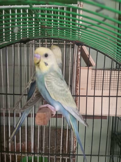 Rainbow budgies