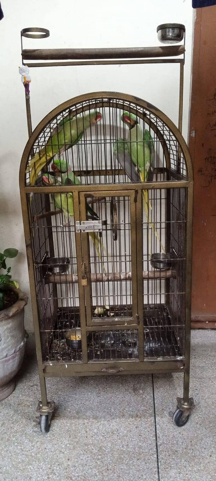 Fancy cage 1