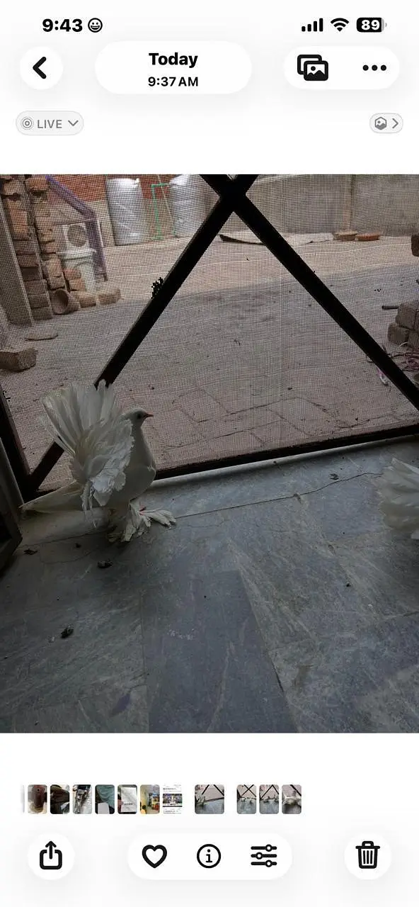 English fantail — photo 3