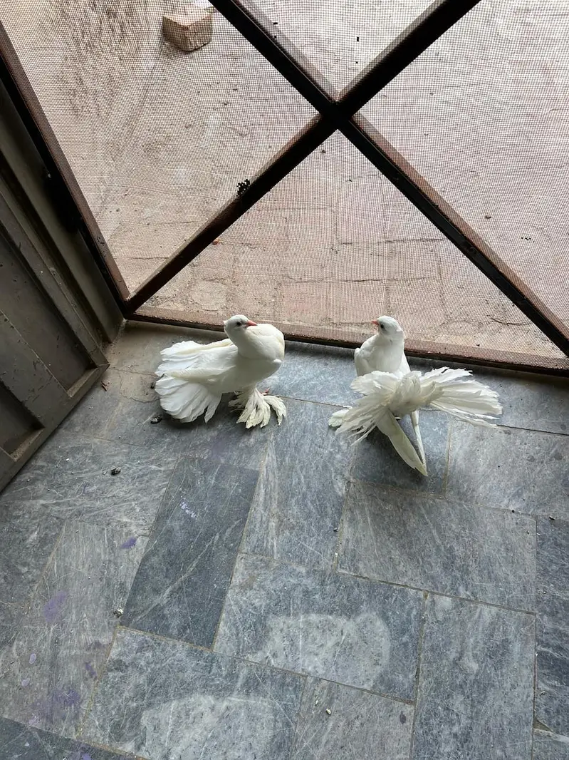 English fantail — photo 5