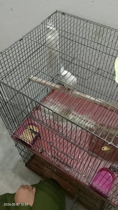 Eno red eyes cockatiel pair
