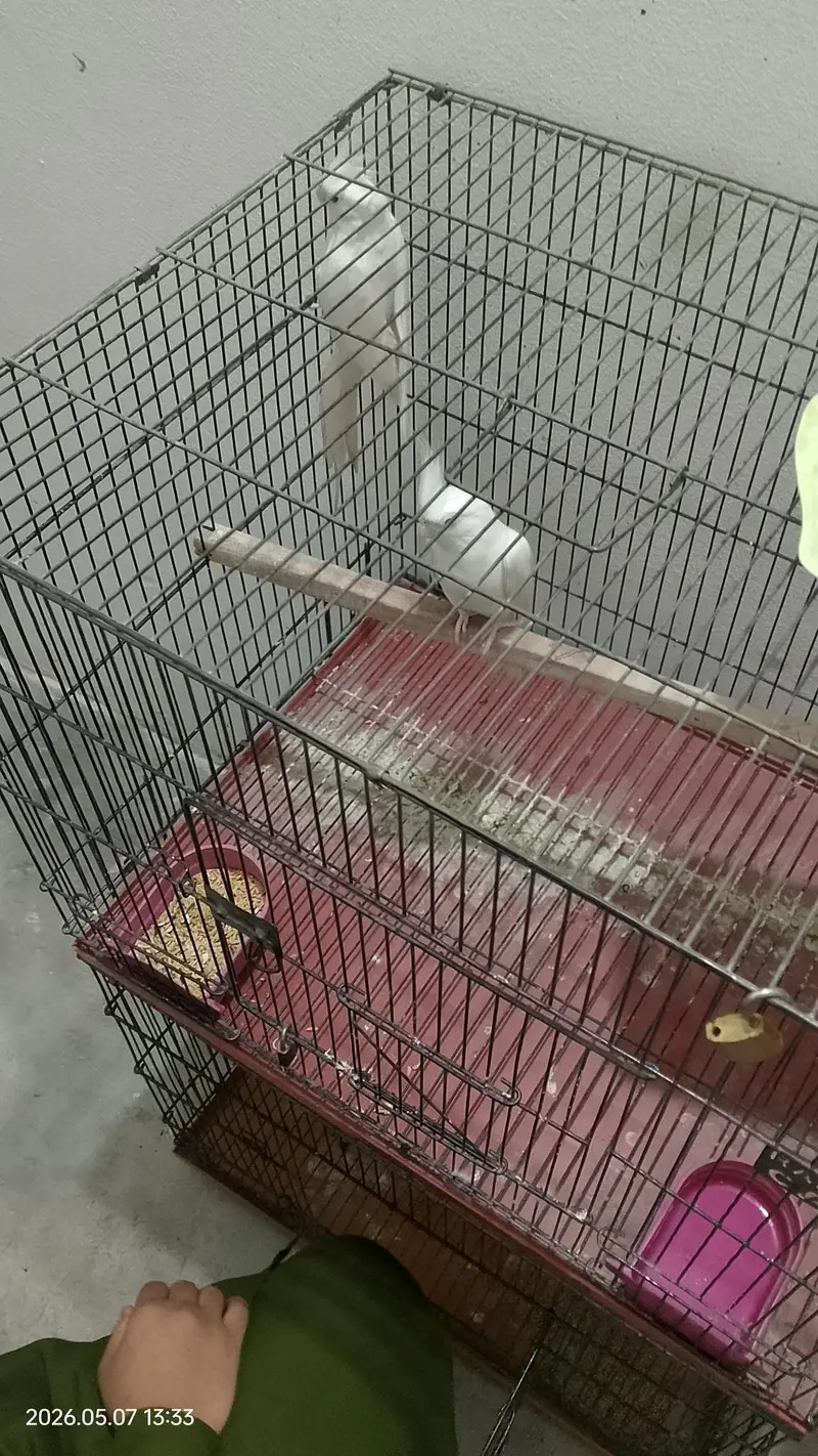 Eno red eyes cockatiel pair — photo 2