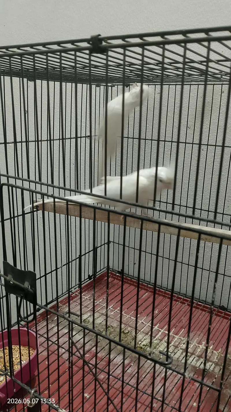 Eno red eyes cockatiel pair — photo 3