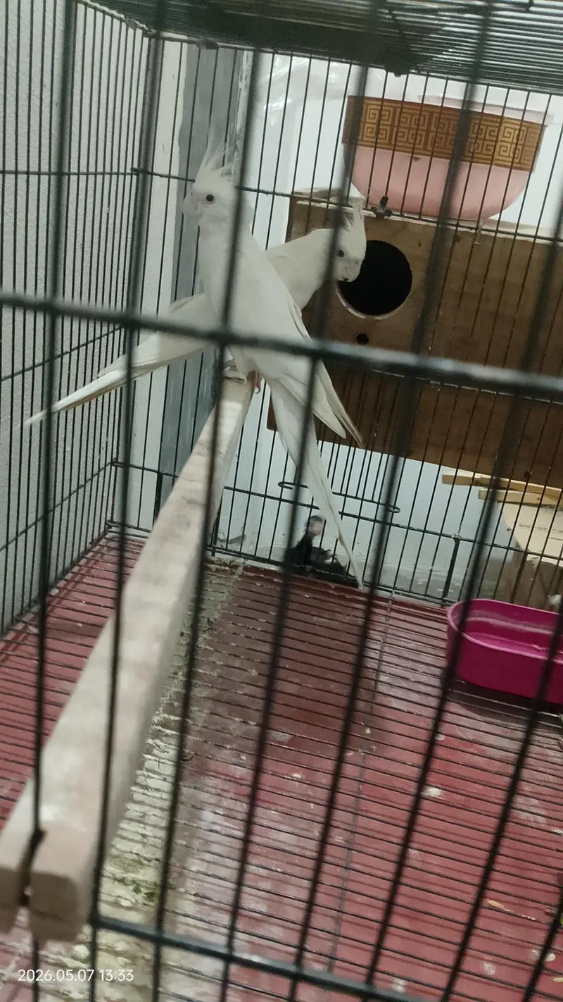 Eno red eyes cockatiel pair — photo 4