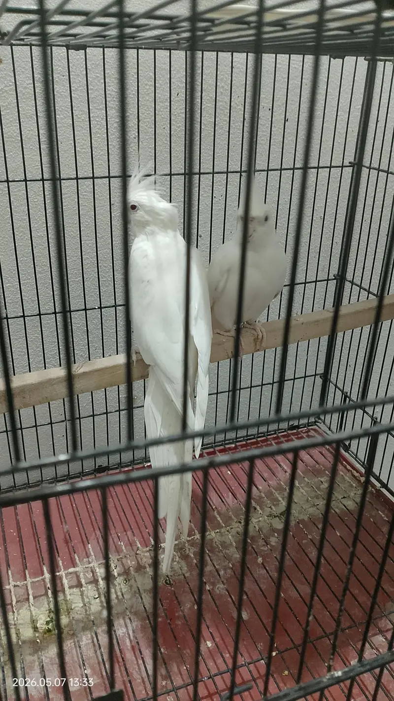 Eno red eyes cockatiel pair — photo 5