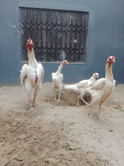 White shamo pair eggs laying hen male parot face