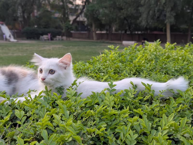 kittens 1