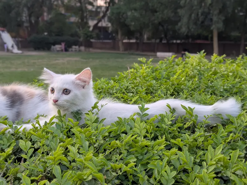 kittens — photo 2