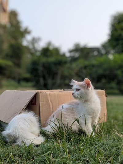 kittens
