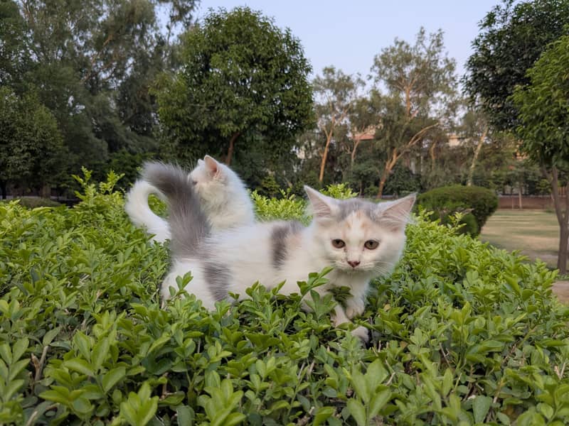 kittens 3