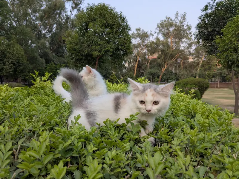 kittens — photo 4
