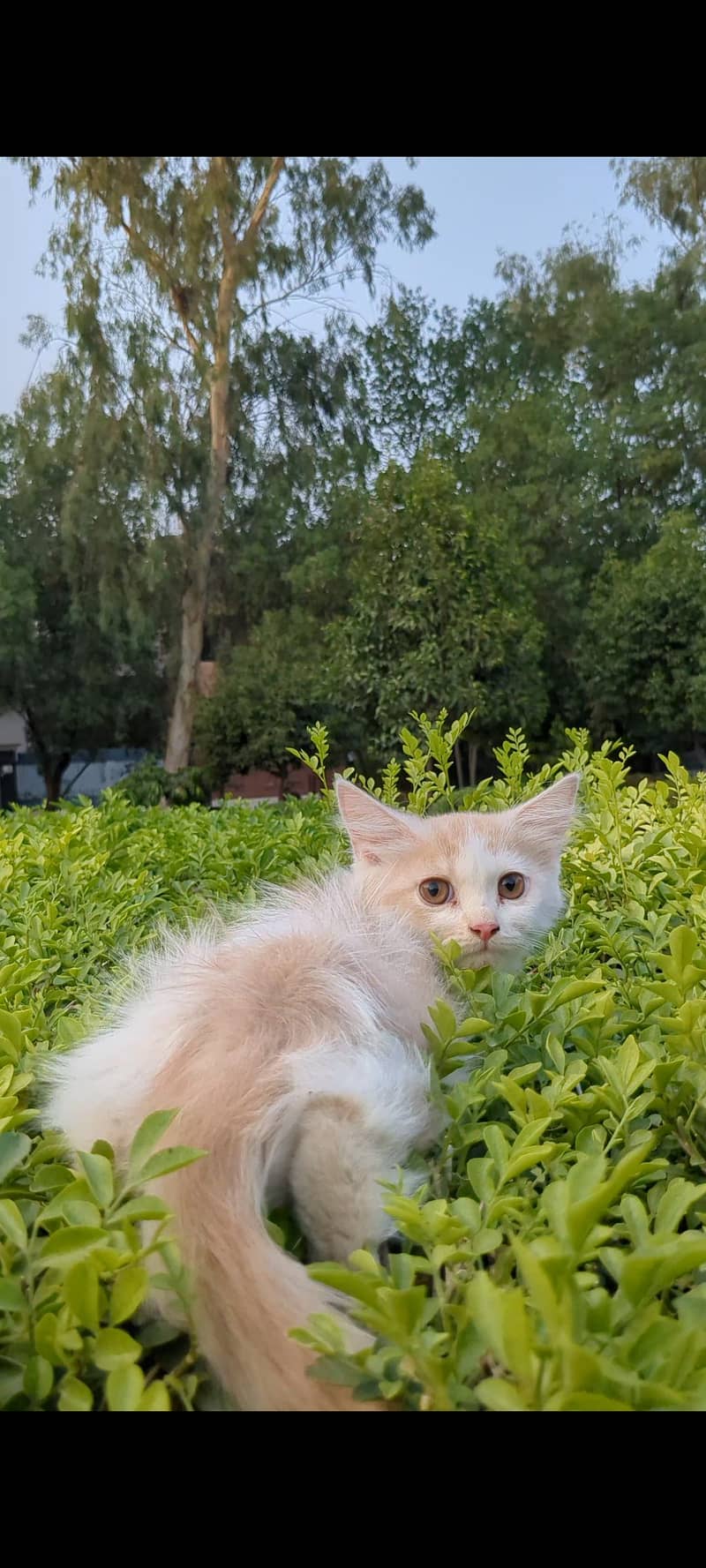 kittens 4
