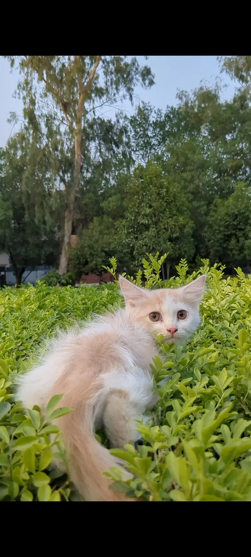 kittens — photo 5