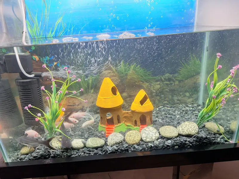 fish and all items