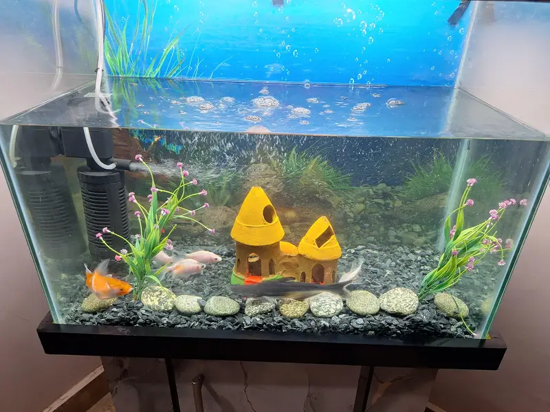 fish and all items — photo 3
