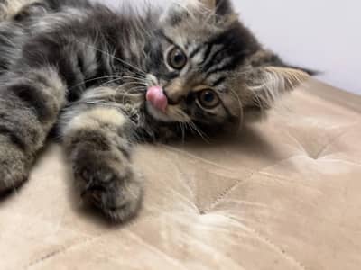 Persian cat