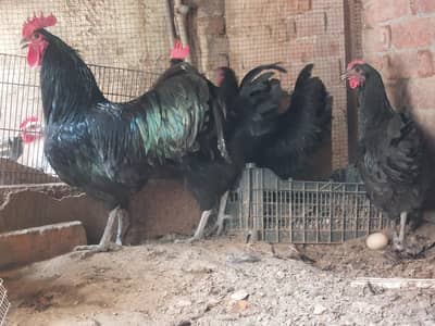 australorp heritage