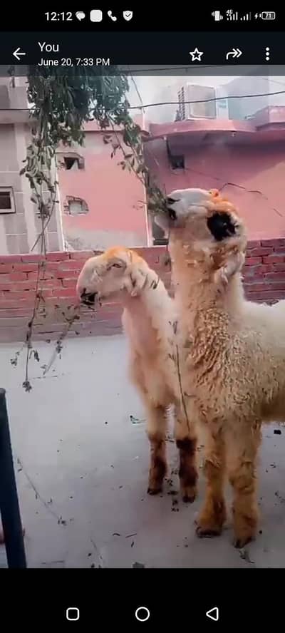 VIP madre ki Jori