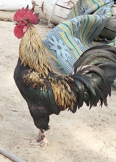 aserl jawa keras golden buff