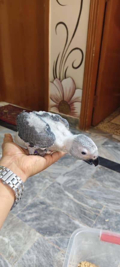 African Grey Chick