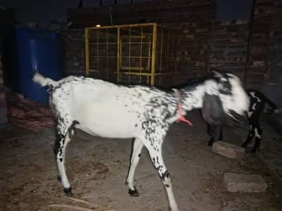 goat with femal baby healthy