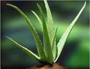 Aloe Vera