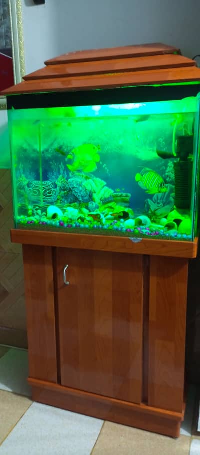 Complete Fish Aquarium Set with Fish, Wooden stand