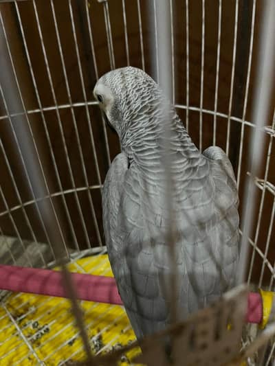 African Gray Parrot