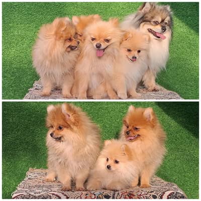 Toy Pomeranians