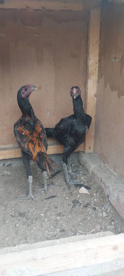 valeti . . Dragon Hen