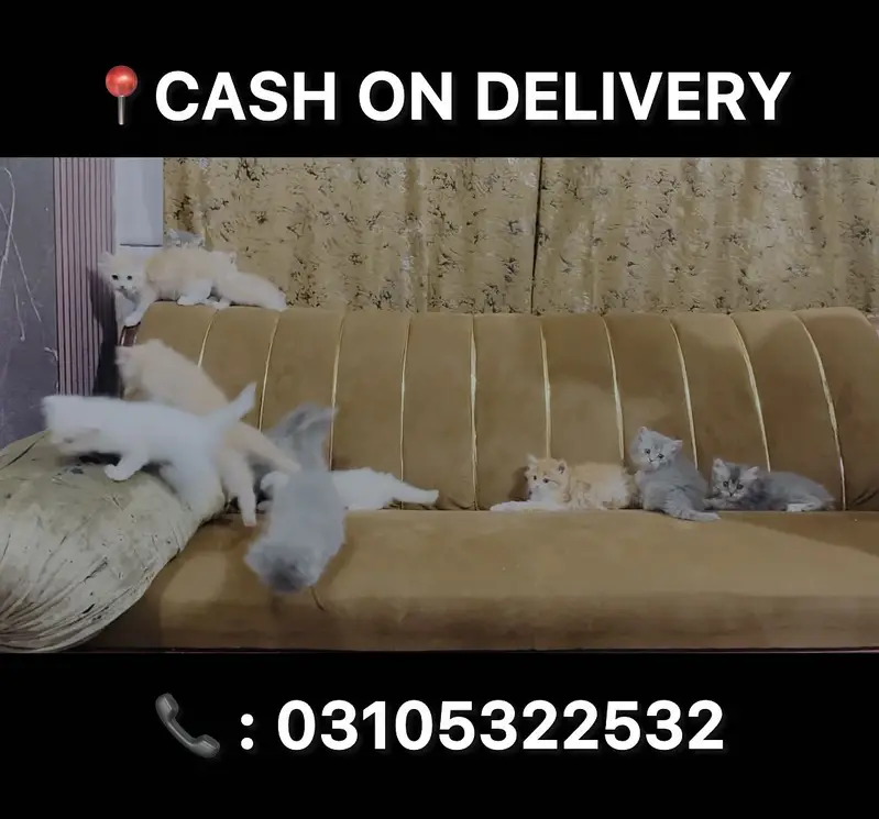 ALL COLOUR KITTENS AVAILABLE CONTACT NUMBER : 03105322532