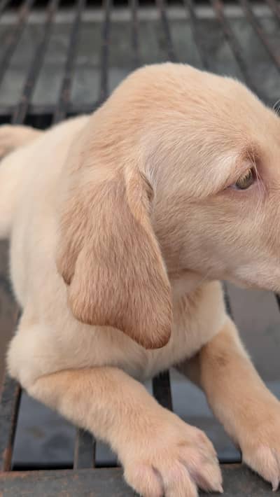 British Labrador