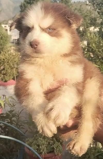 Siberian Husky cooper full coat with blue eyes