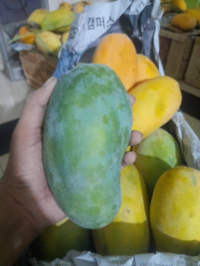 Sindhri Mangoes Available