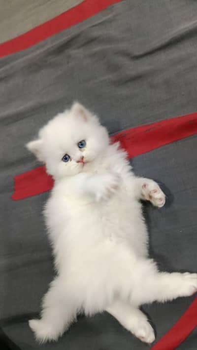 Persian kitten more than triple coated