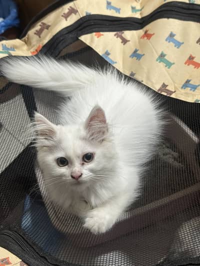 White Long Coat Persian Male Kitten Available