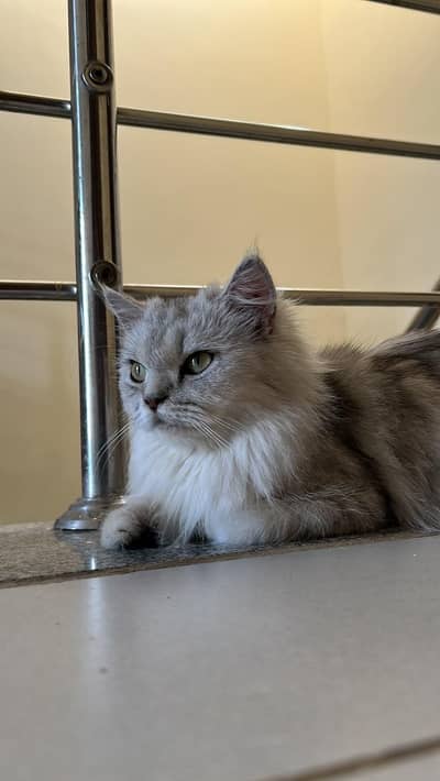 Siberian Cat for sale playful & Litter train