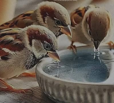 poultry faram layer