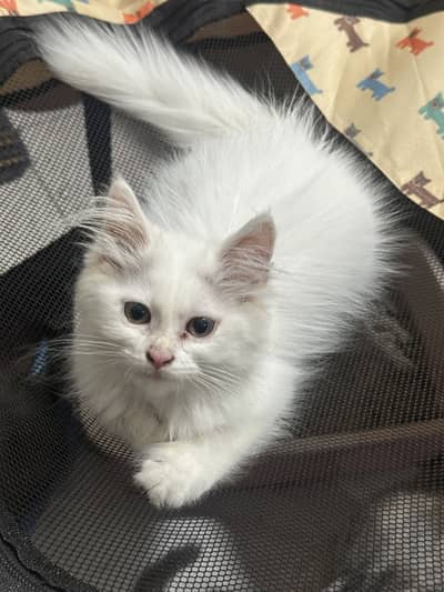 Handsome White Long Coat Persian Male Kitten Available