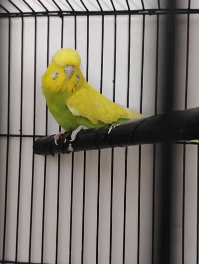 jumbo size bajri female