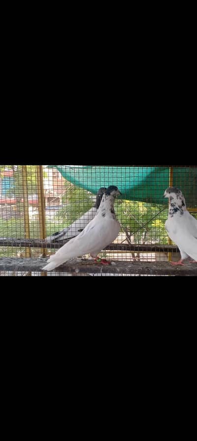 mix pigeon for sale ad read first