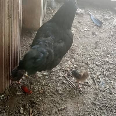 Desi murghi with 2 chicks . age 2 weeks. . . healthy and active
