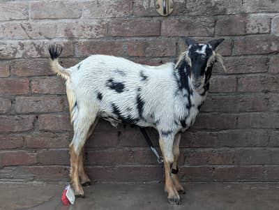 Teddy Bakra