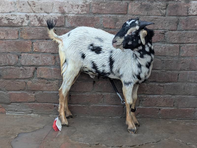 Teddy Bakra 1