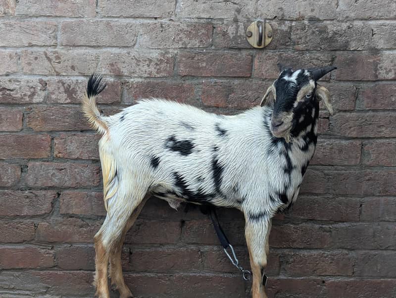 Teddy Bakra 2