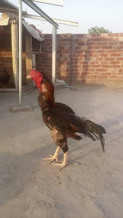 Aseel Hen For Sale And Exchange possible