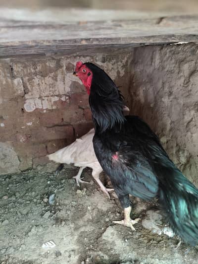 For sale pure hera hen and shamoo roaster