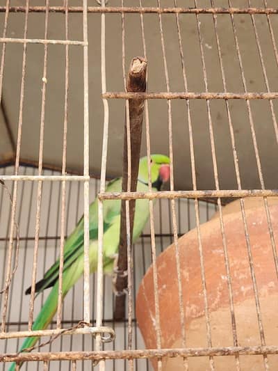 ringneck breeder pair