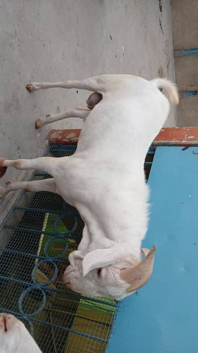 Teddy bakra breeder